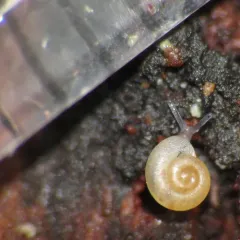 Northwest Striate thumbnail 4