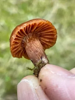 Cortinarius luridus thumbnail 2