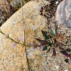 low calamint thumbnail 4
