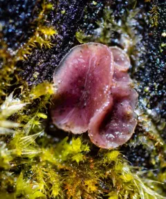 Ascocoryne cylichnium thumbnail 3