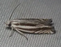 Striated Eucosma Moth thumbnail 3
