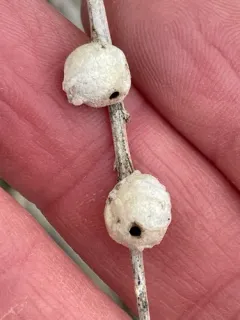 Bubble-gall tephritid thumbnail 1