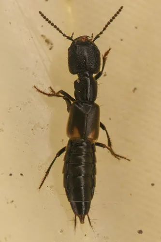 Cafius lithocharinus