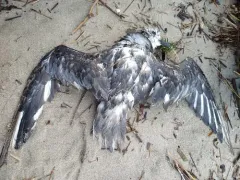 Mottled Petrel thumbnail 3