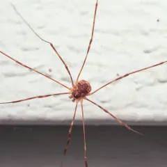 Leptobunus parvulus thumbnail 2