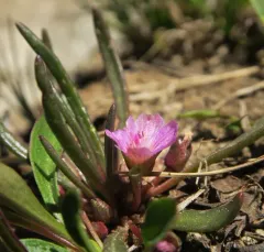 dwarf lewisia thumbnail 3