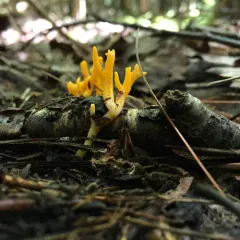Jelly-antler thumbnail 2
