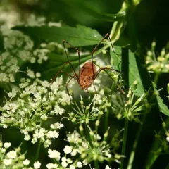 Leiobunum ventricosum thumbnail 3