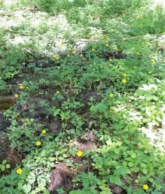 fen crowfoot thumbnail 2