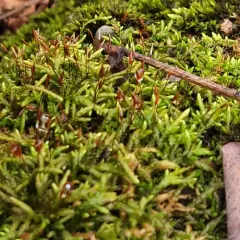 seductive entodon moss thumbnail 4