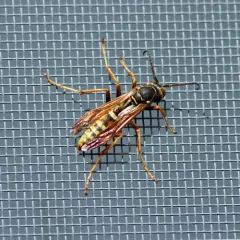 Northern Paper Wasp thumbnail 3
