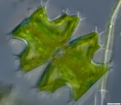 Micrasterias depauperata thumbnail 4