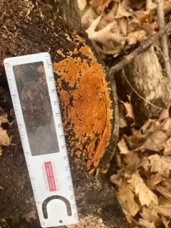 Botryobasidium simile thumbnail 2