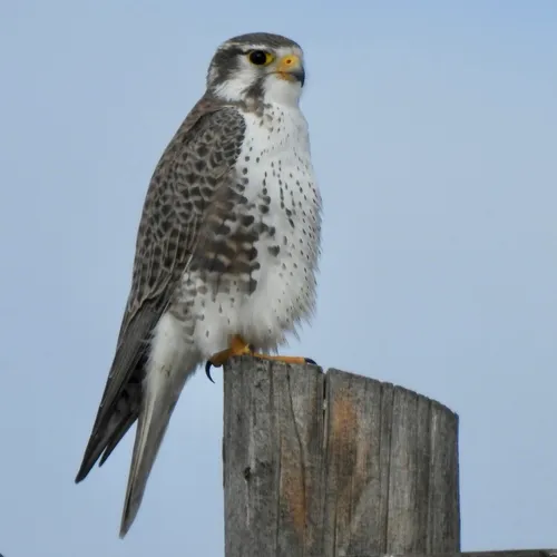 Prairie Falcon