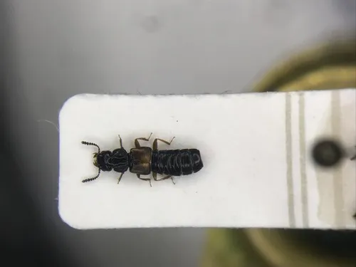 Oxytelus laqueatus