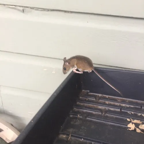 Eastern Deermouse