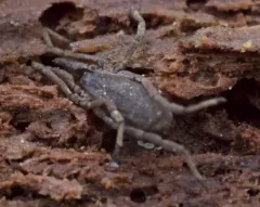 Trogulus tricarinatus thumbnail 3