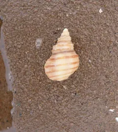 Ten-ridged Whelk thumbnail 2