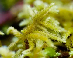 California antitrichia moss thumbnail 3