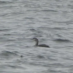 Red-throated Loon thumbnail 4