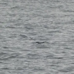 Razorbill thumbnail 2