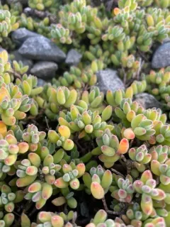 Pale dewplant thumbnail 2