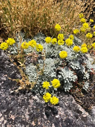 Acker Rock Wild Buckwheat