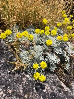 Acker Rock Wild Buckwheat thumbnail 1