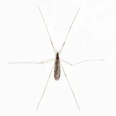 Rhipidia maculata thumbnail 2