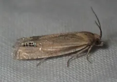 Speckled Eucosma Moth thumbnail 4