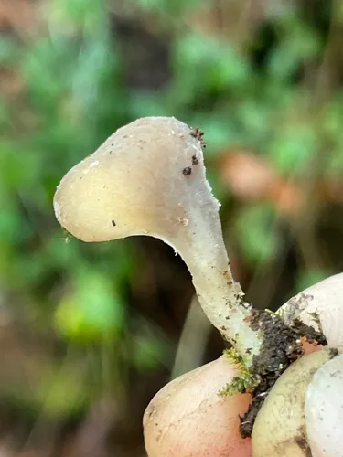 spatula oyster