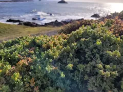 Pale dewplant thumbnail 1