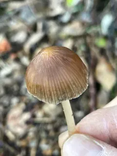 Psathyrella longicauda thumbnail 3