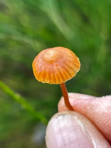 Galerina perplexa