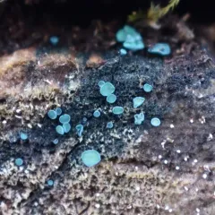 Turquoise Elfcup thumbnail 3