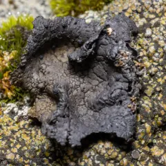 Punctured Rocktripe Lichen thumbnail 2