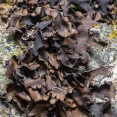 Petalled Rocktripe Lichen thumbnail 3