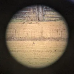 Northern Lapwing thumbnail 4