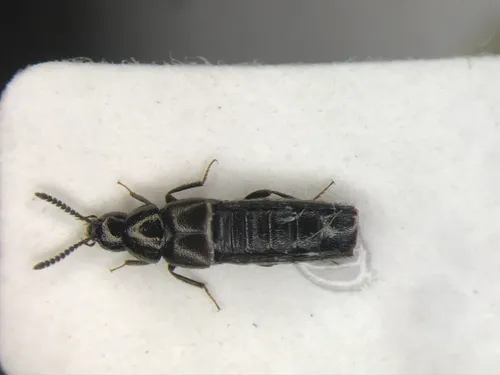 Two-lined Minute Rove Beetle