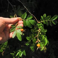 Virginian Rose thumbnail 2