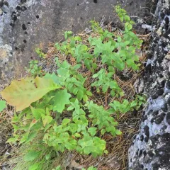 whorled loosestrife thumbnail 4