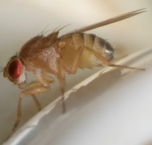 Immigrant fruit fly