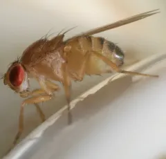 Immigrant fruit fly thumbnail 1