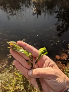 Northern Pondweed thumbnail 2