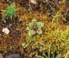Nursery bittercress thumbnail 2