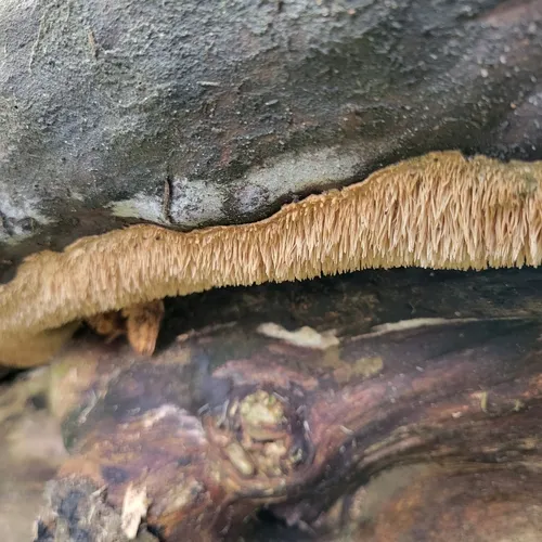Hydnocristella himantia
