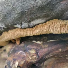 Hydnocristella himantia thumbnail 1
