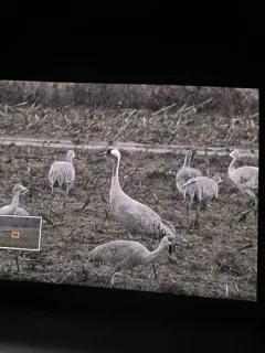 Common Crane thumbnail 2