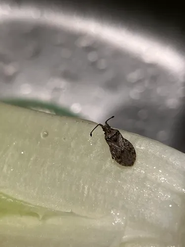 Scolopocerus uhleri