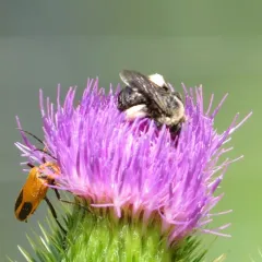 Eastern Thistle Longhorn Bee thumbnail 4